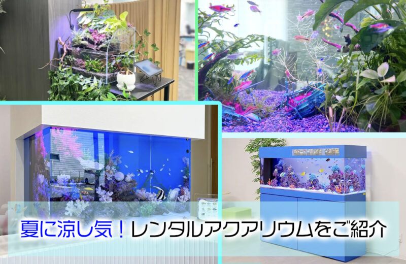 夏に涼し気！おしゃれなレンタル・リース水槽のご紹介！暑い季節に癒しのアクアリウムサムネイル