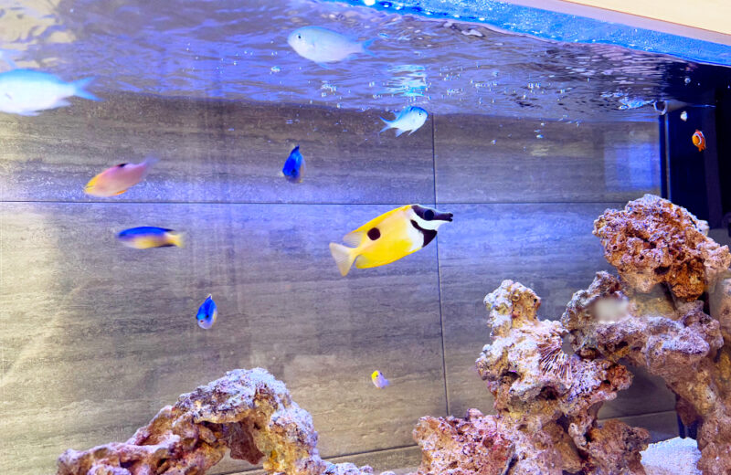 個人宅様の90cm海水魚水槽・その後!キャノピーを追加して一体感がアップ 水槽画像5