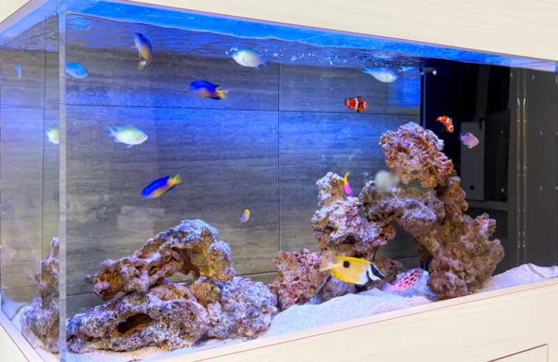 個人宅様の90cm海水魚水槽・その後!キャノピーを追加して一体感がアップ 水槽画像3