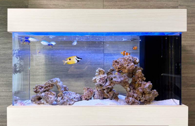 個人宅様の90cm海水魚水槽・その後!キャノピーを追加して一体感がアップ 水槽画像2