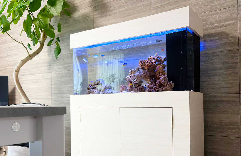 青い照明が照らす熱帯魚水槽の全体像