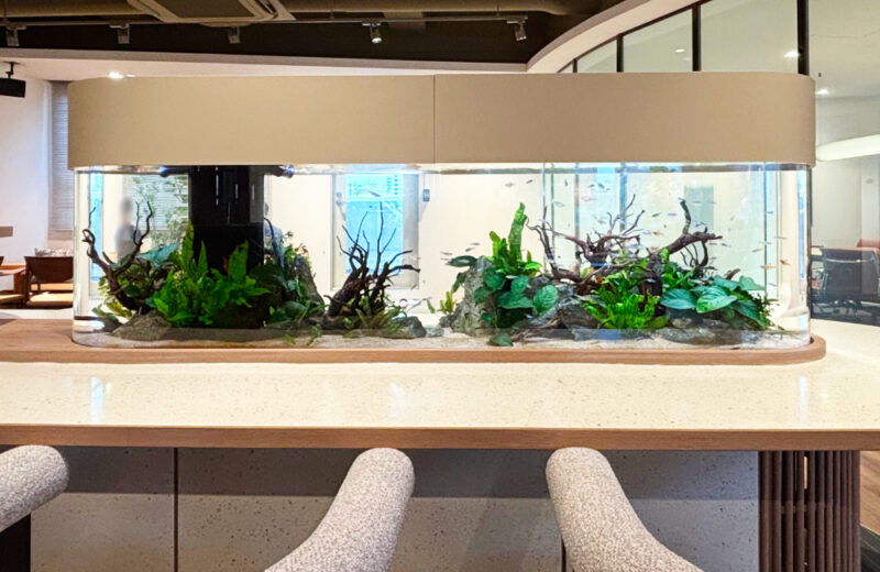 オフィスの1.8m楕円形水槽をメンテナンス！デスク一体型の淡水魚アクアリウム 水槽画像３