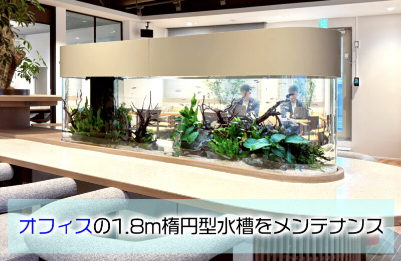 オフィスの1.8m楕円形水槽をメンテナンス！デスク一体型の淡水魚アクアリウムサムネイル