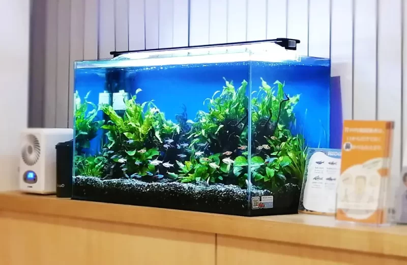 水槽内に小型カラシンと水草の緑豊かなレイアウト