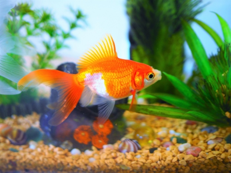 オレンジと白の金魚と水草の水中景観