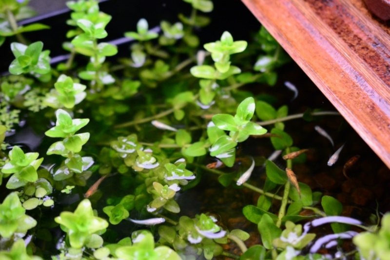 水草と小さなメダカの群れ
