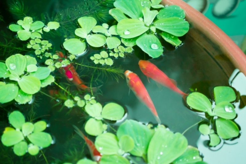 水面に浮かぶ緑の葉と赤い金魚