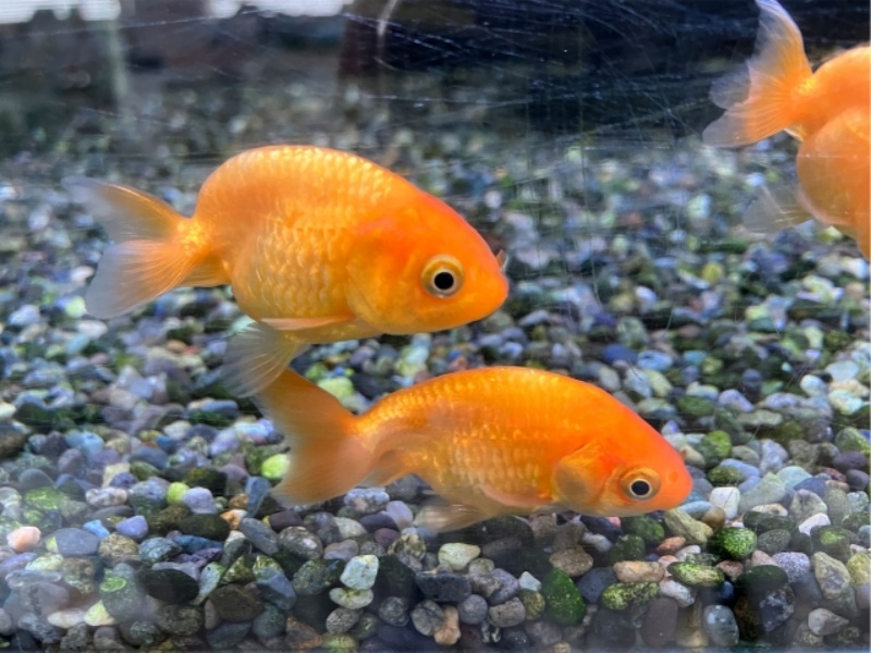 水槽内の二匹の金魚のクローズアップ