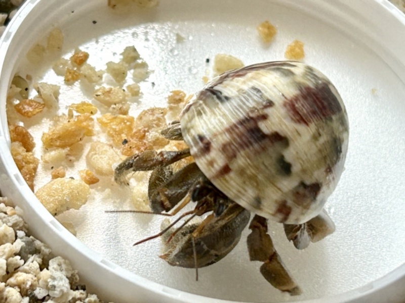 貝殻を背負ったヤドカリの姿