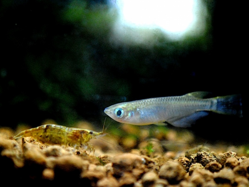 メダカとエビが水槽の底を泳ぐ様子