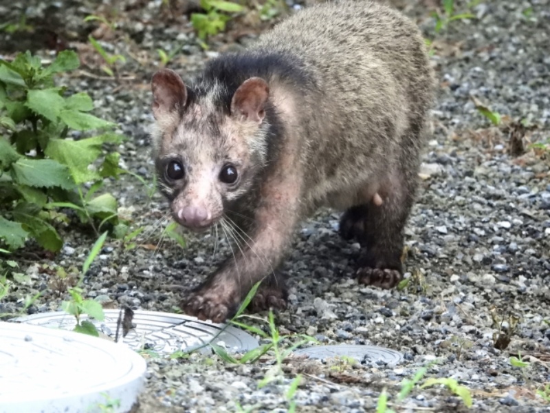 タヌキのような動物の顔と体の一部