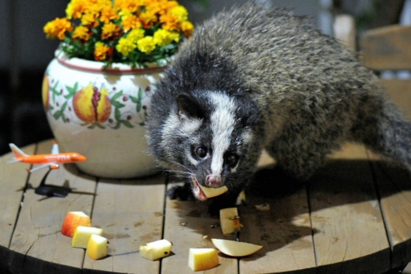 リンゴを食べるタヌキのような動物と花