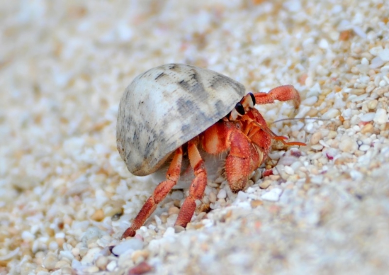 ヤドカリの仲間が砂浜を歩く様子