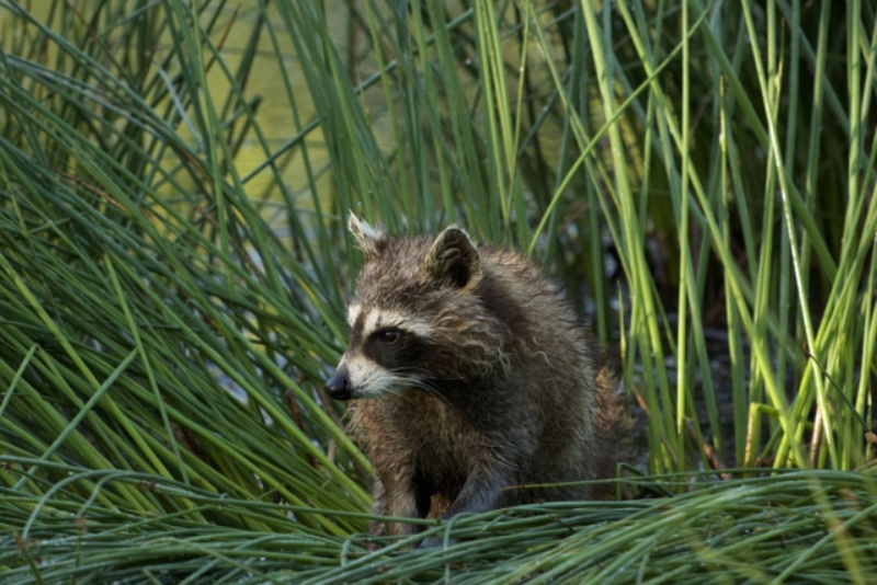 草むらに潜むアライグマの顔