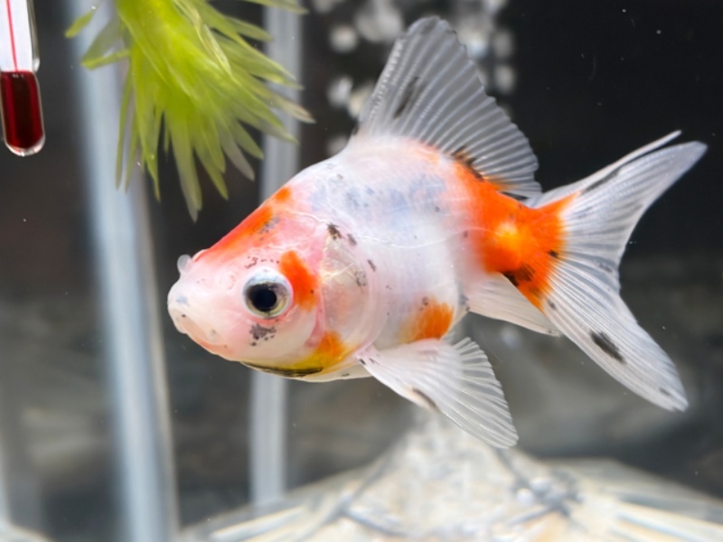 白とオレンジの金魚と水温計