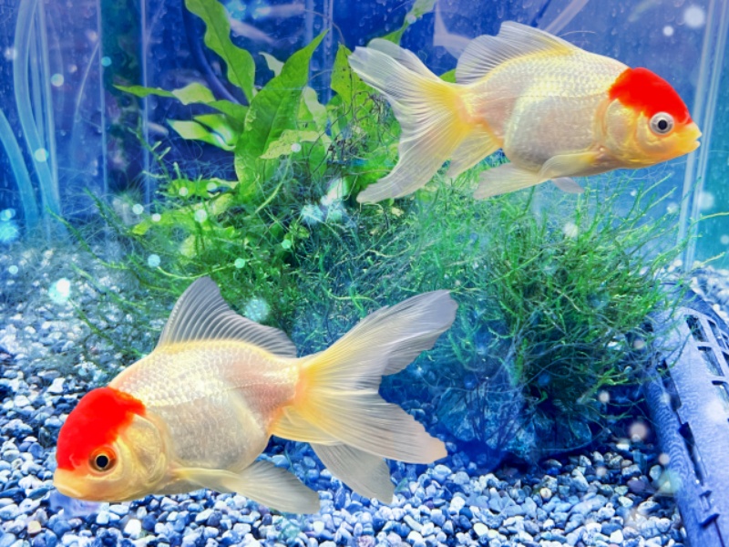 赤い頭の金魚二匹と水草の水中景観