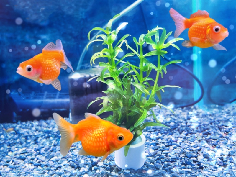 水槽内の金魚と水草の群れ