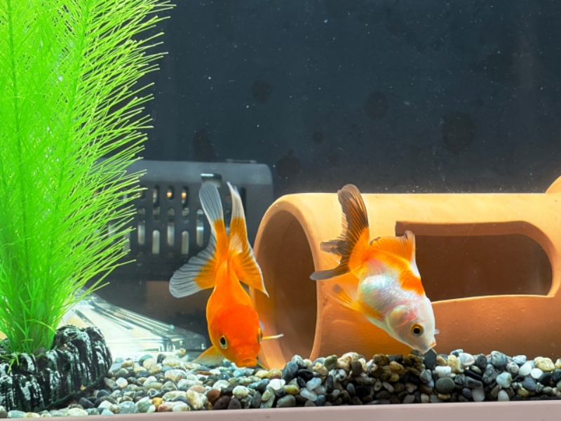 オレンジと白の金魚が水槽内を泳ぐ様子