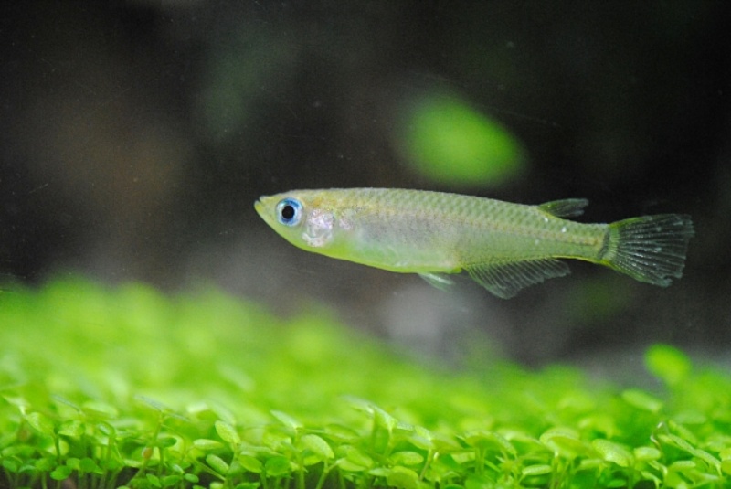 水草水槽で泳ぐメダカの姿