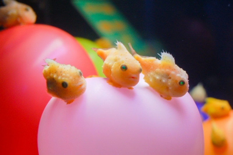 ピンクと赤の風船に乗る小さな魚たち