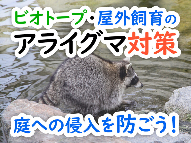 アライグマ対策の屋外飼育見出し画像