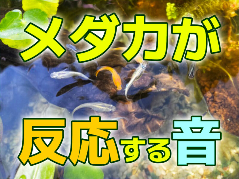 メダカが反応する音の見出し画像