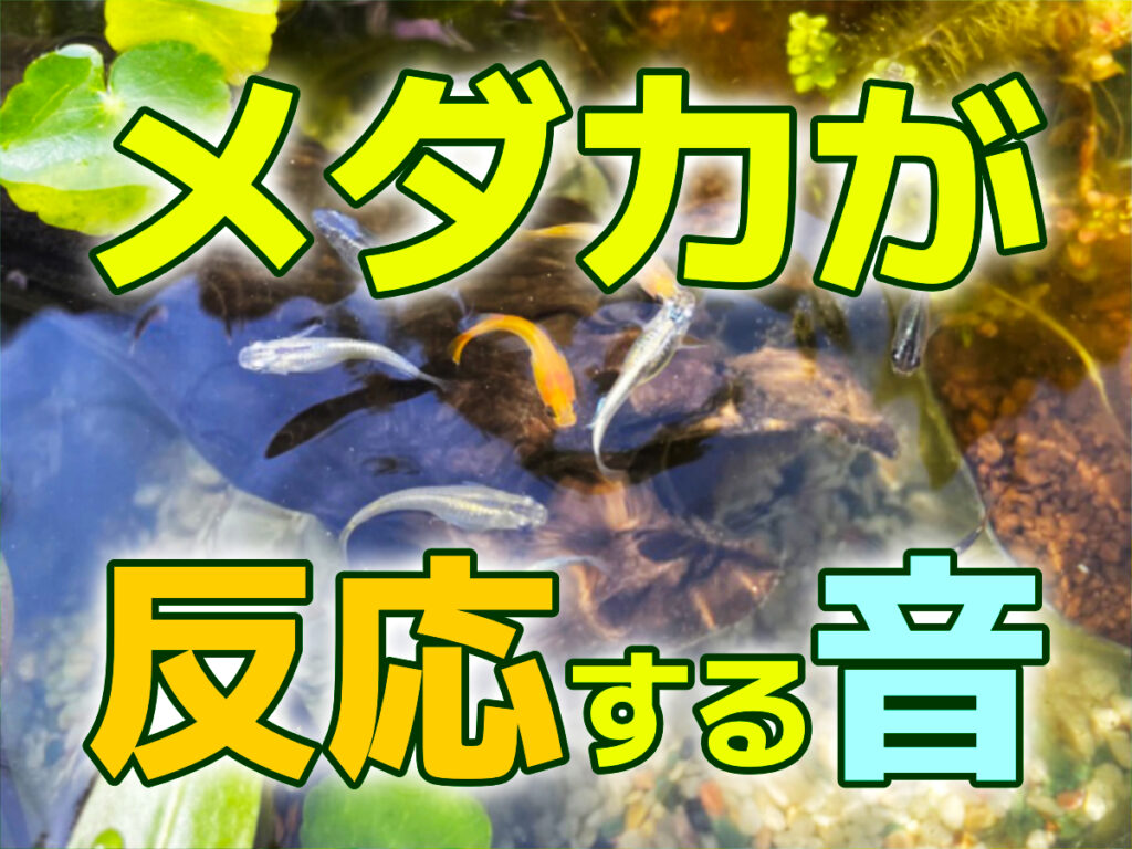 メダカが反応する音とは！人によって来る理由とメダカの行動・防音対策