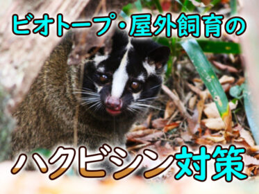 屋外飼育のハクビシン対策！ビオトープに近づく理由と被害・対策を紹介