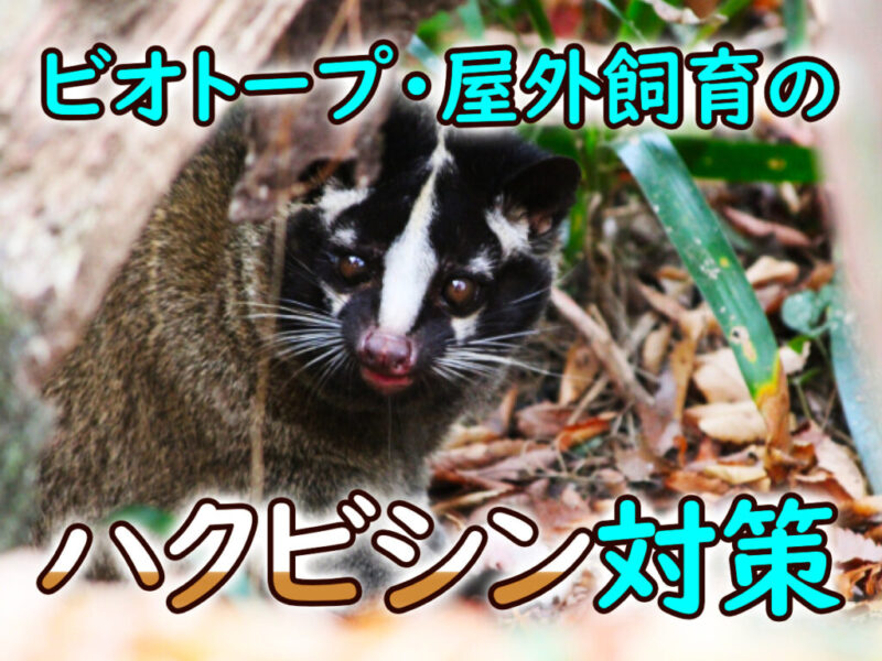 屋外飼育のハクビシン対策!ビオトープに近づく理由と被害・対策を紹介サムネイル