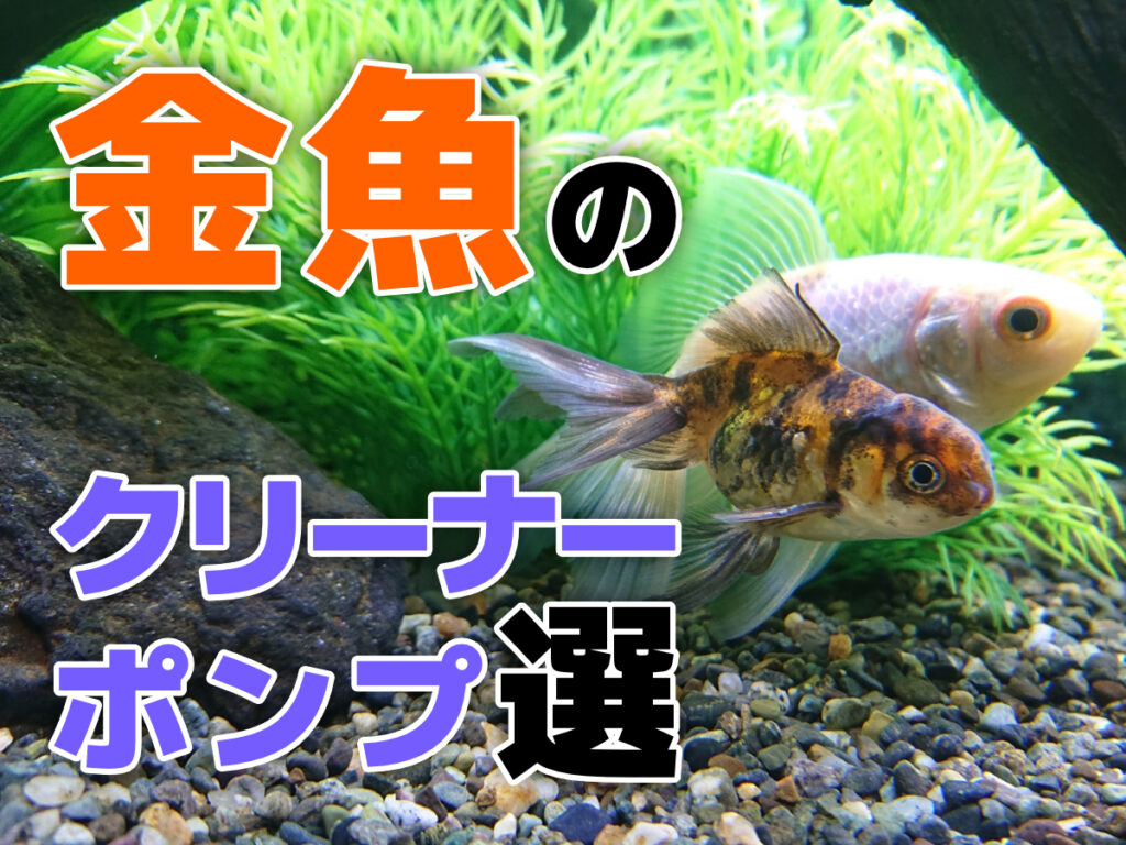 金魚のクリーナーポンプおすすめ5選！選び方やお掃除ポイントも解説のサムネイル画像