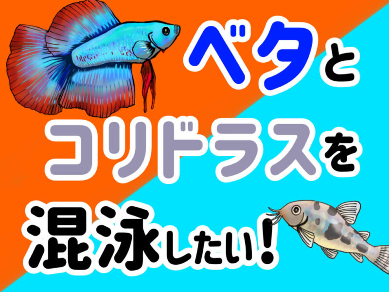 ベタとコリドラスは混泳できるのか!相性や混泳ポイント、ろ過フィルターサムネイル