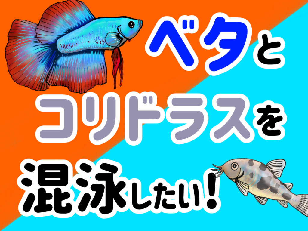 ベタとコリドラスは混泳できるのか！相性や混泳ポイント、ろ過フィルターのサムネイル画像