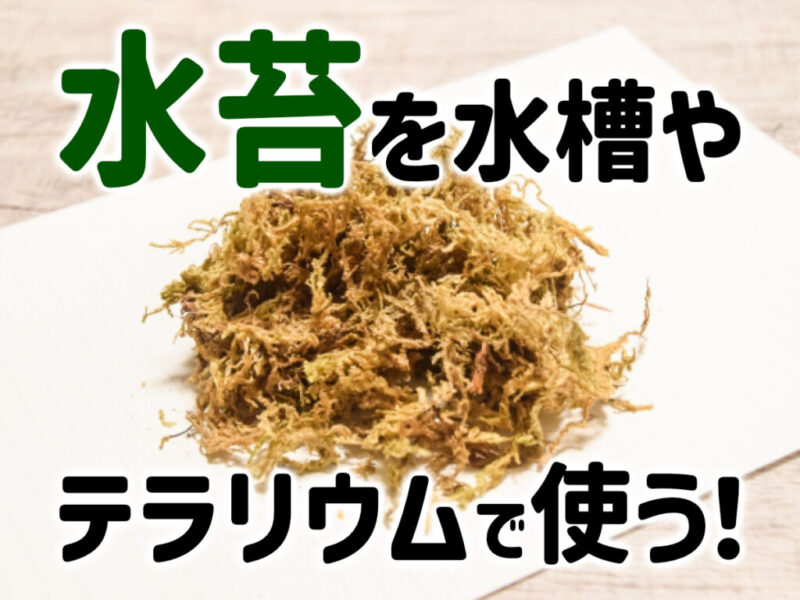 水苔の使い方!テラリウム・カメ・イモリ飼育で水苔を活用する方法サムネイル
