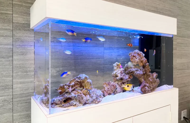 青い光が照らす熱帯魚水槽の全体像
