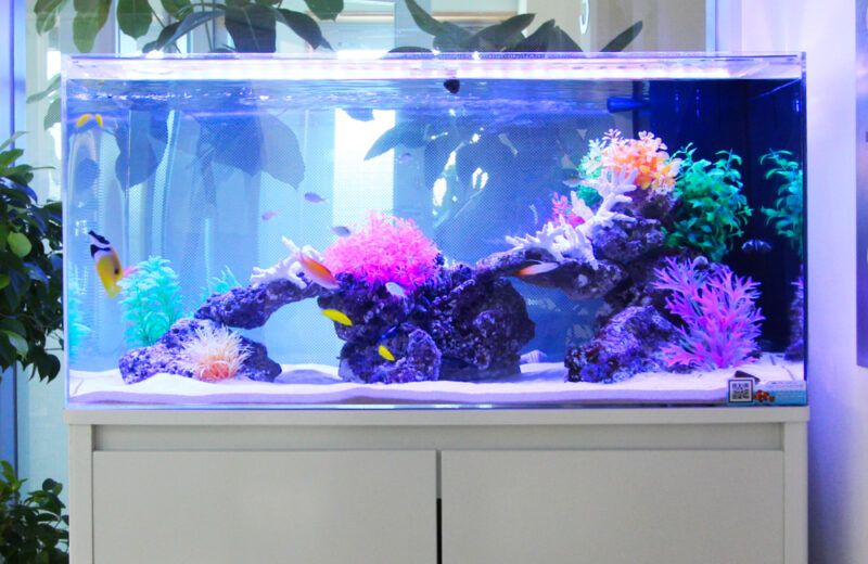 クリニックの90cm海水魚水槽!両面仕様のアクアリウムをメンテナンス 水槽画像2