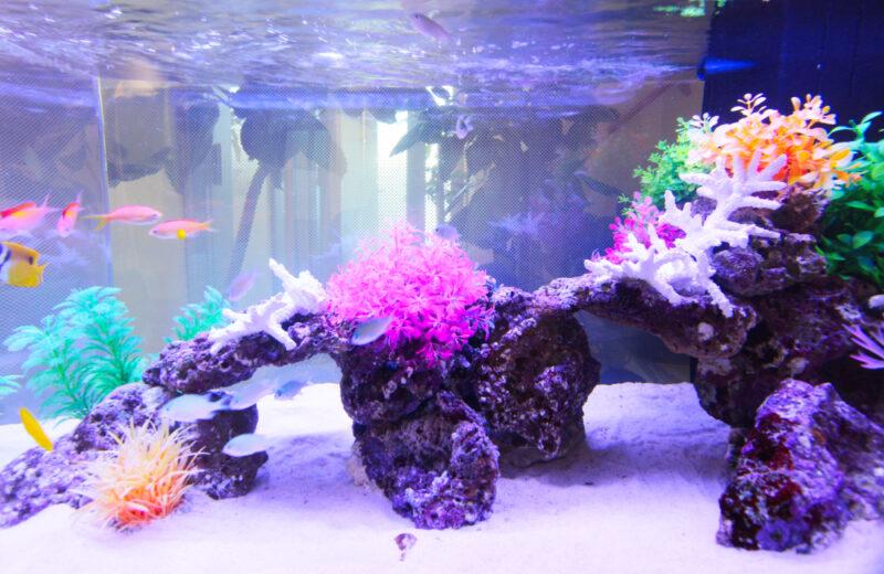 クリニックの90cm海水魚水槽!両面仕様のアクアリウムをメンテナンス 水槽画像4