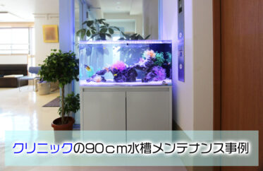クリニックの90cm水槽メンテナンス事例