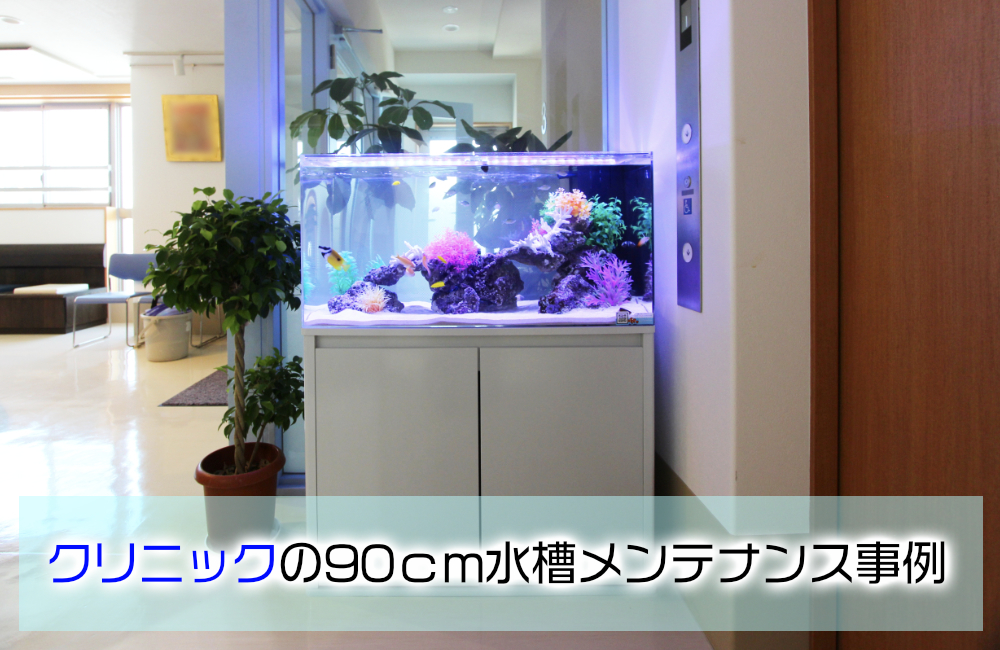 クリニックの90cm海水魚水槽！両面仕様のアクアリウムをメンテナンス