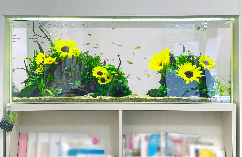 ひまわりと水草が彩る熱帯魚水槽