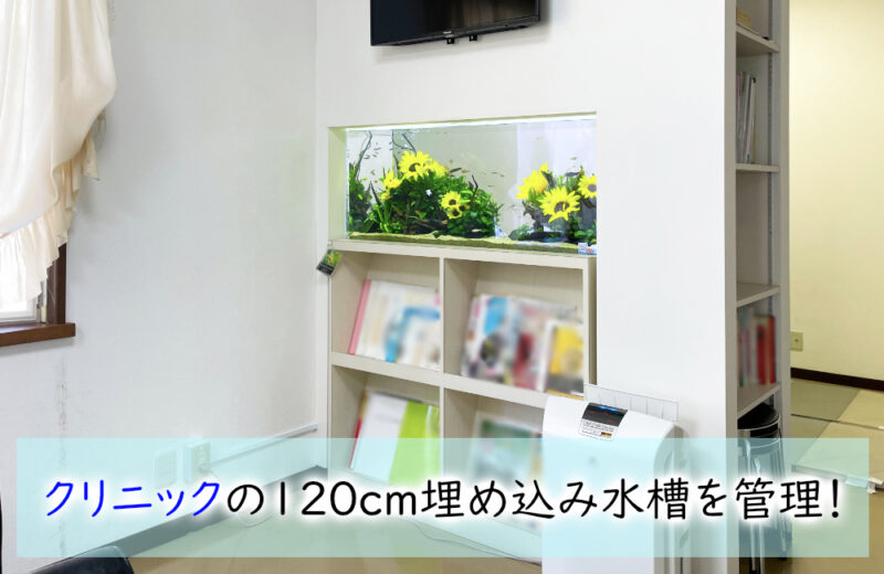 クリニック様の120cm埋め込み水槽を管理!約10年愛される季節感のあるアクアリウム 水槽画像1