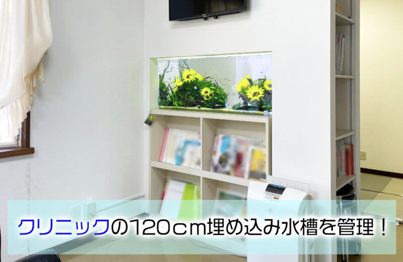 クリニック様の120cm埋め込み水槽を管理!約10年愛される季節感のあるアクアリウムサムネイル