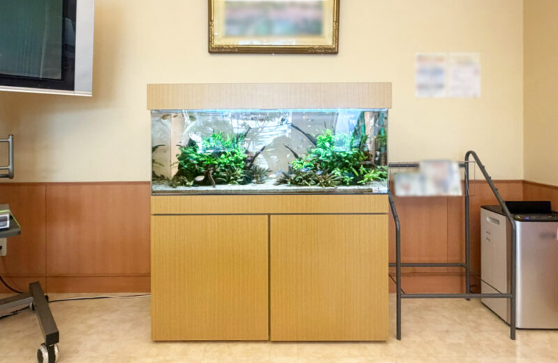 病院様の120cm淡水魚水槽を定期メンテナンス!水草が茂る森のようなアクアリウム 水槽画像5