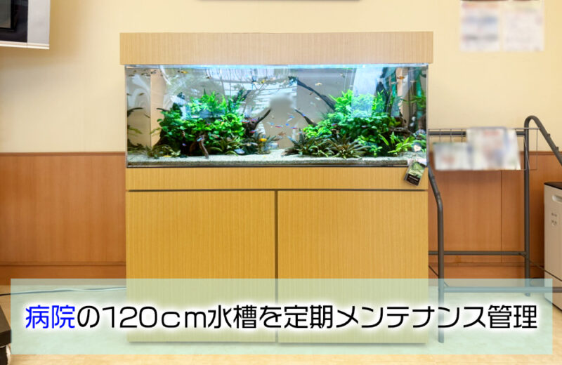 病院様の120cm淡水魚水槽を定期メンテナンス!水草が茂る森のようなアクアリウムサムネイル