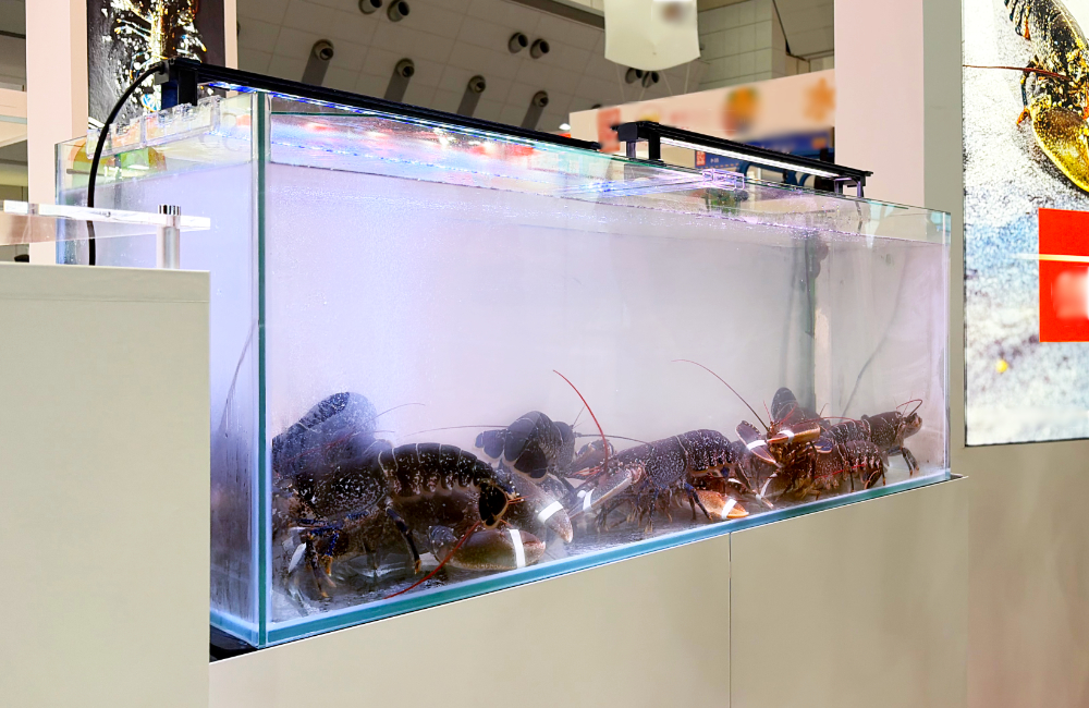 水槽内の数匹のロブスターの展示