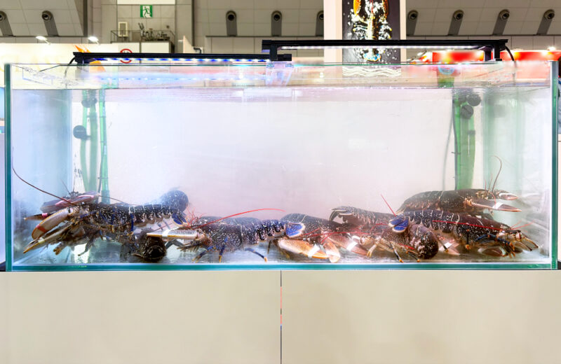 シーフードショーに120cmいけす水槽を短期レンタル!ロブスターを水温10度で展示 水槽画像5