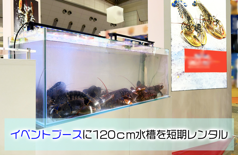 シーフードショーに120cmいけす水槽を短期レンタル！ロブスターを水温10度で展示 メイン画像