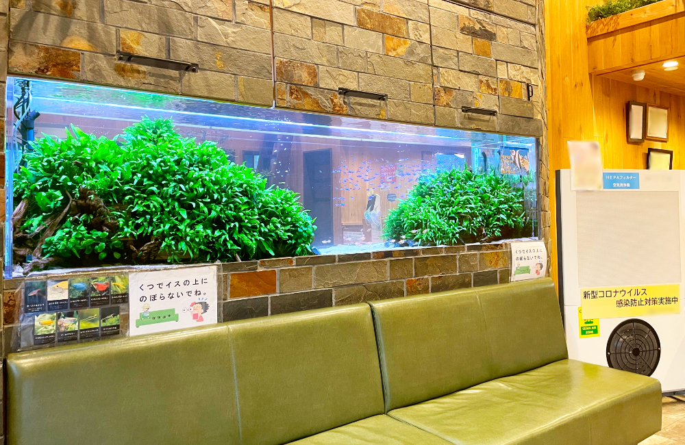 緑豊かな水草と小型カラシンが泳ぐ水槽
