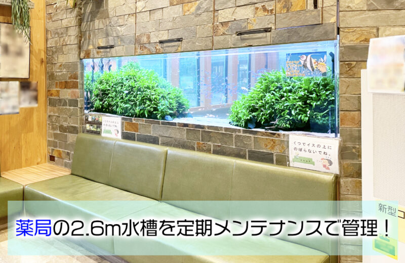 薬局様の2.6m埋め込み水槽を定期メンテナンス!群泳が美しい大型アクアリウムサムネイル