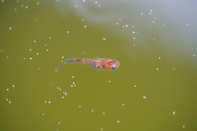 青い目をした小さな魚と水面の粒