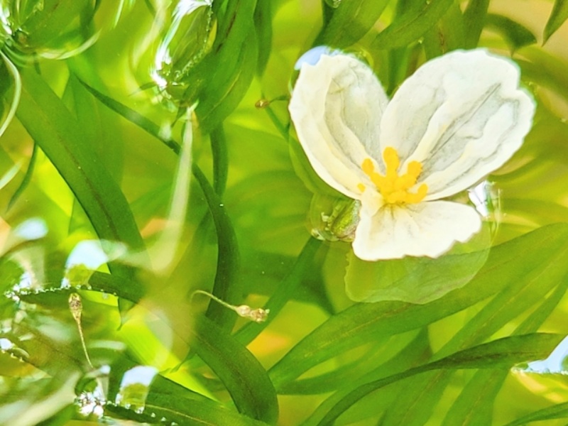 水草に咲く白い花とオタマジャクシ